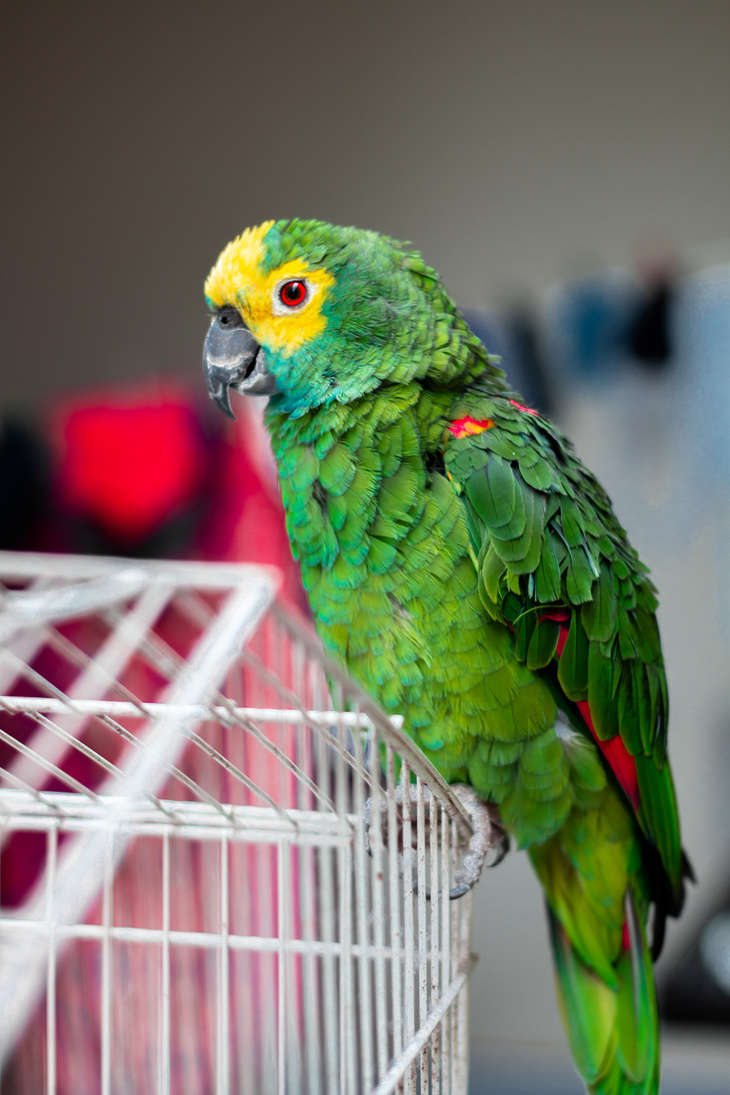 Green Parrot Perched on Bird Cage